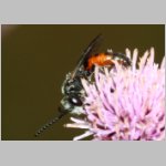 Sphecodes monilicornis - Blutbiene m001a 8mm - Sandgrube Niedringhaussee-det.jpg